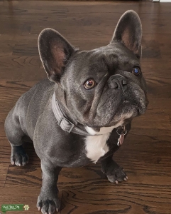 Blue French Bulldog Stud Listing Image