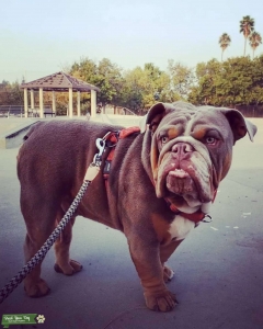 LilacTri English Bulldog  Listing Image