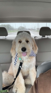 2yr old Goldendoodle ready to Mate!! Listing Image