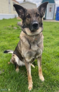 German Shepherd Golden Retriever Mix  Listing Image