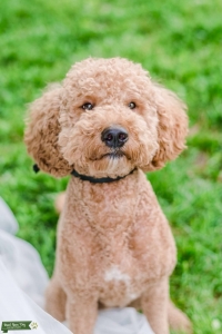 Gorgeous Apricot Medium Labradoodle  Listing Image