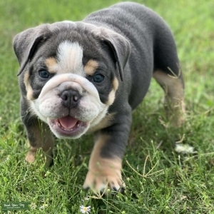 For STUD: Male English Bulldog *Very Rare* “Tri-Blue” coloring (aka Grey/Tan/White) Listing Image