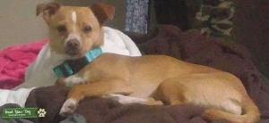 Baby faced Chihuahua Listing Image