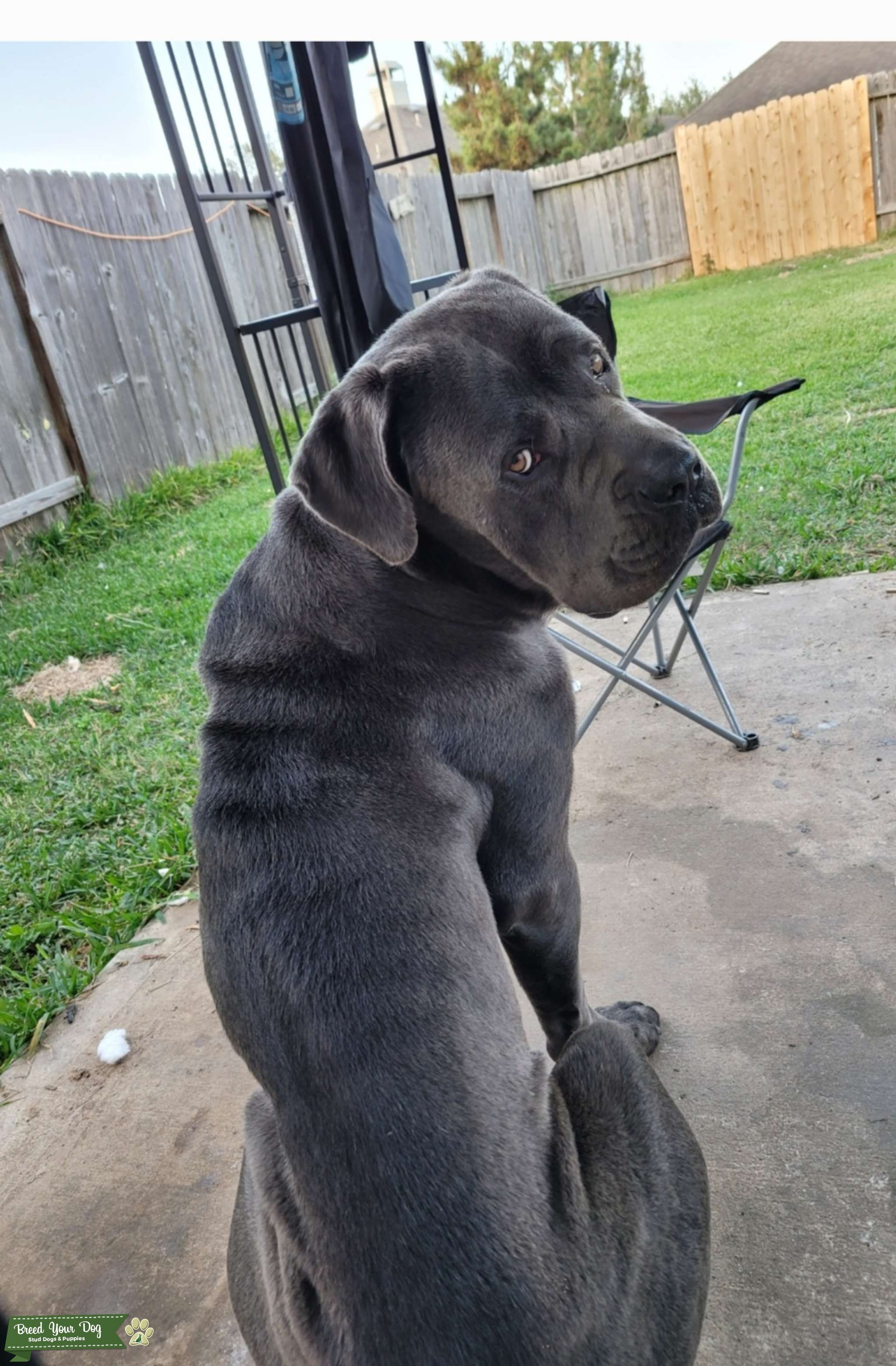 Cane corso Stud Dog in Texas, the United States Breed Your Dog