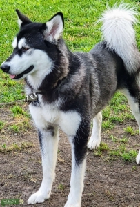  Alaskan Malamute Listing Image