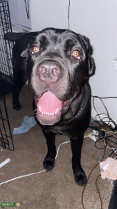 Cane corso stud Listing Image