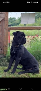 Cane corso Listing Image