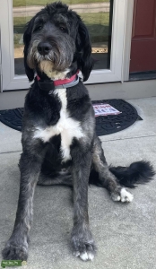 Berniedoodle  Listing Image