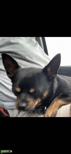 Our little stud needs to give me a puppy Listing Image