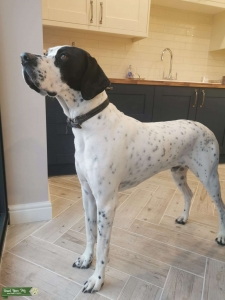 English pointer stud Listing Image