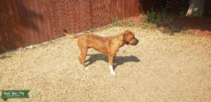 Akita/English Mastiff Listing Image