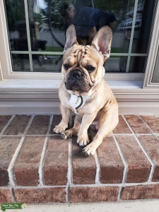 1.5 year old male French bulldog  f Listing Image