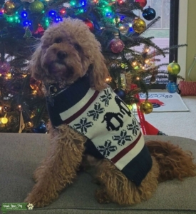 Smart, Friendly & Funny Male mini goldendoodle  Listing Image