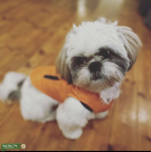Shih-tzu-stud with pedigree  Listing Image
