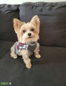 Teacup Yorkshire Terrier  Listing Image