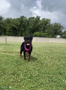 German Rottweiler  Listing Image