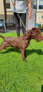 Working 2yr old chocolate patterdale (for stud) Listing Image
