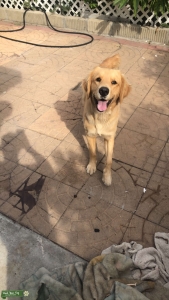 Golden retriever (male) Listing Image