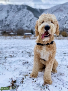 Chill, F1 Goldendoodle available for studding  Listing Image