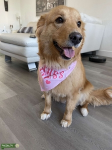 Golden Retriever  Listing Image