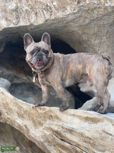 French Bulldog Stud Listing Image