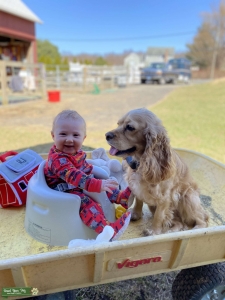 Tan Cocker Spaniel Listing Image