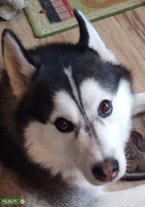 Husky Malamute  Listing Image