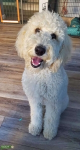 Female standard poodle  Listing Image