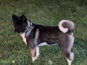 Female Akita Listing Image