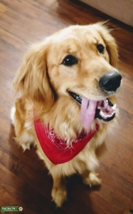 Handsome Golden Retriever Listing Image