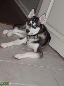 Siberian husky looking for girlfriend Listing Image