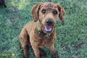 AKC Deep Red Small Moyen Poodle Listing Image