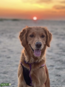 Golden Retriever  Listing Image