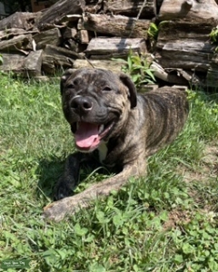 100% American Staffordshire Terrier Listing Image