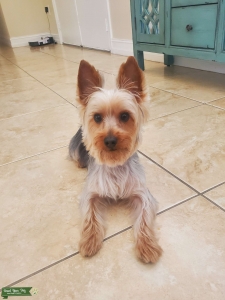 YORKIE STUD BEAUTIFUL DOG Listing Image