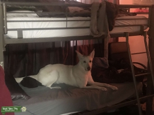White German shepherd dog  Listing Image