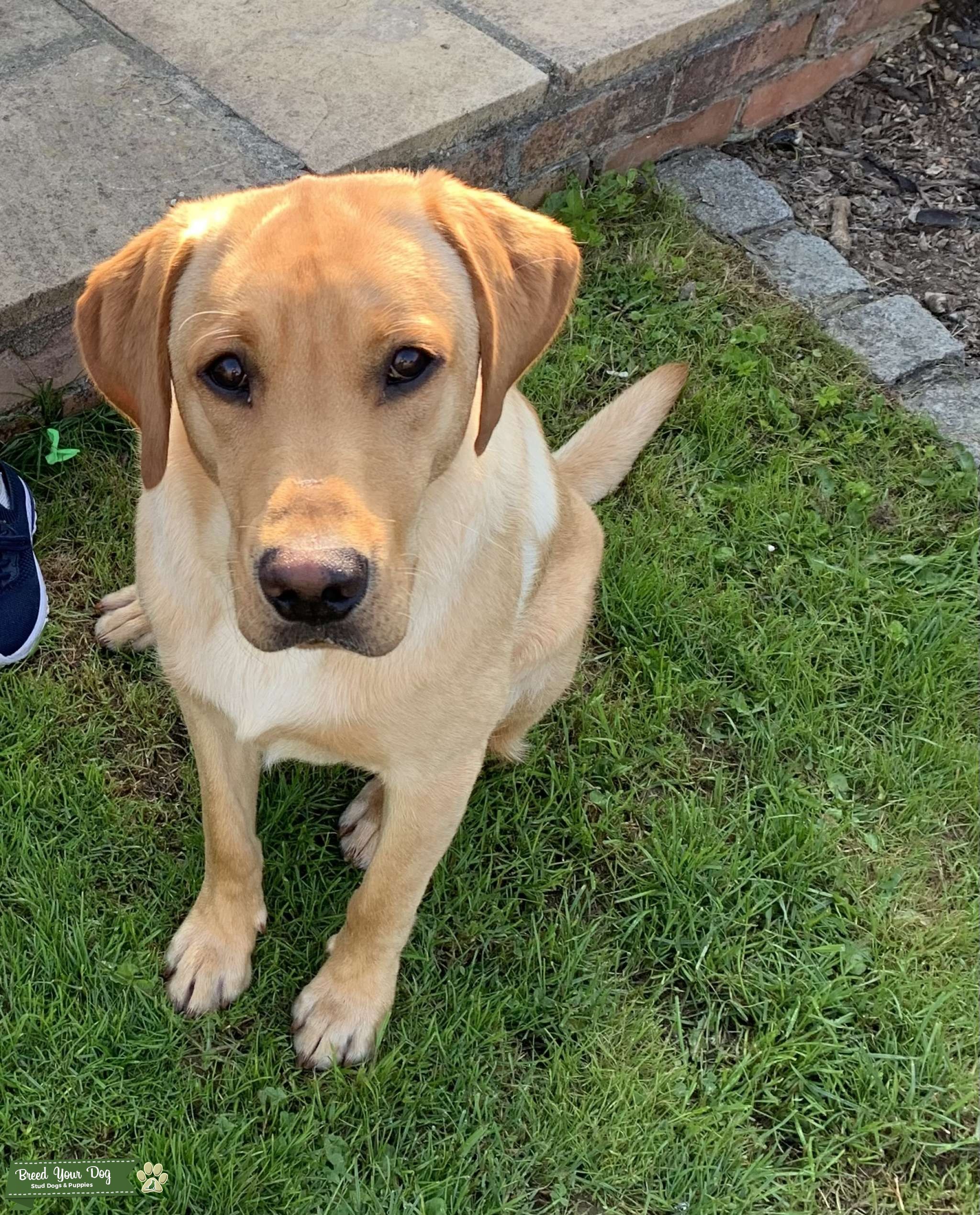 Fox Red Labrador available to stud Stud Dog in Kent , the United States Breed Your Dog