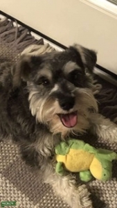 Mini Schnauzer Listing Image