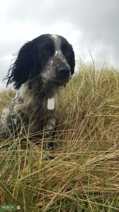 Sprocker Spaniel (blue roan) Listing Image