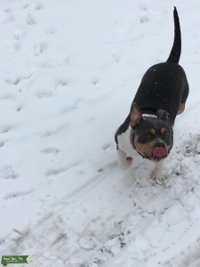 Trying to breed my tri blue nose  Listing Image