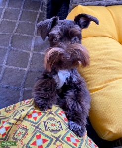 Teacup Chocolate Schnauzer Male Listing Image