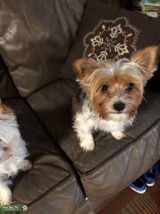 Yorkie Listing Image