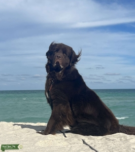 Miami Newfie looking for a female Newfie ???? Listing Image