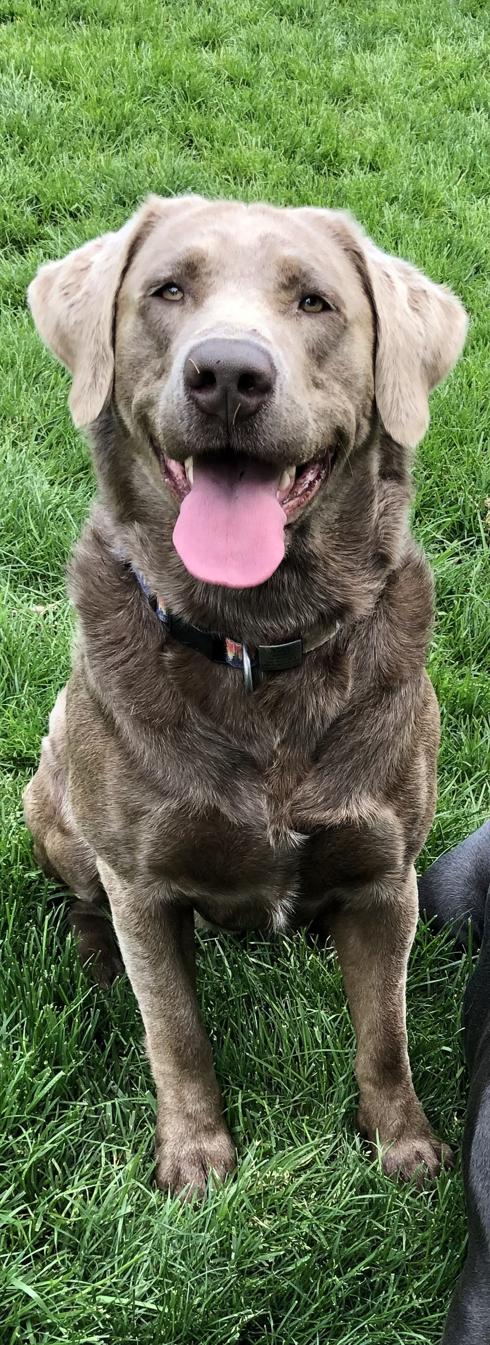 Silver lab Stud Dog in New Jersey , Australia Breed Your Dog