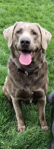 Silver lab  Listing Image