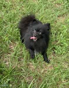 Pomeranian Stud Listing Image
