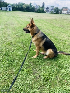 Champion line amazing German shepherd  Listing Image