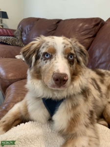Toby the mini Aussiedoodle  Listing Image