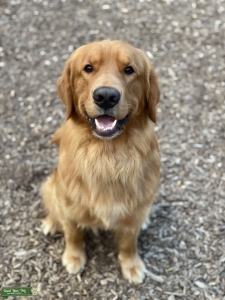 AKC Golden Retriever Stud Listing Image