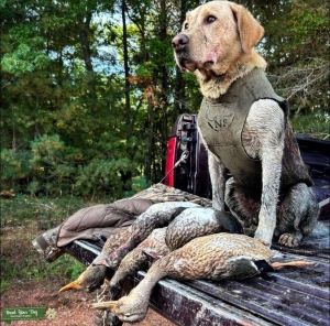 AKC PROVEN YELLOW LAB STUD Listing Image